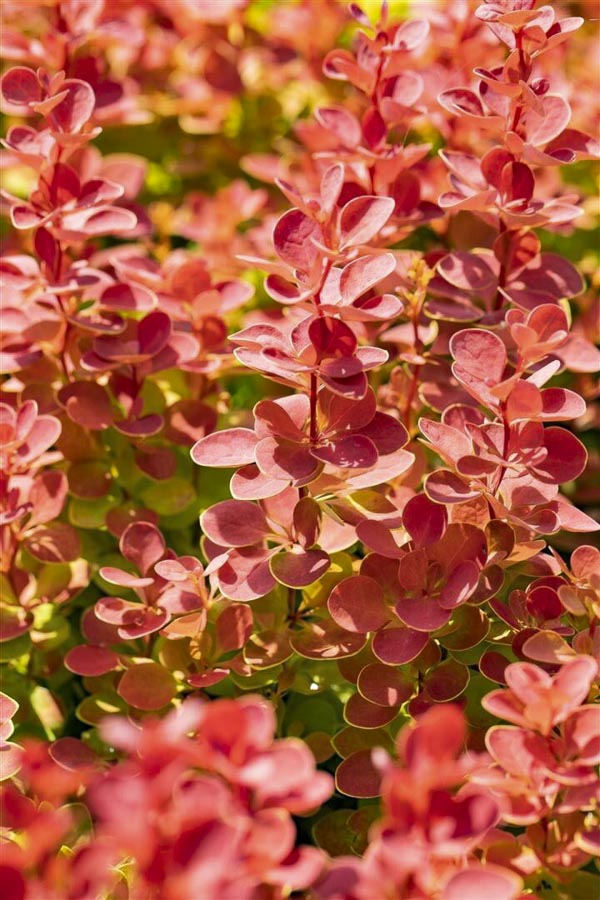 Листва Барбариса Тунберга 'Orange ice'