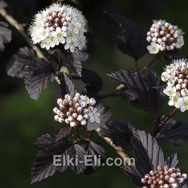 Пузыреплодник калинолистный Diabolo (Дьябло), фото цветов, листвы