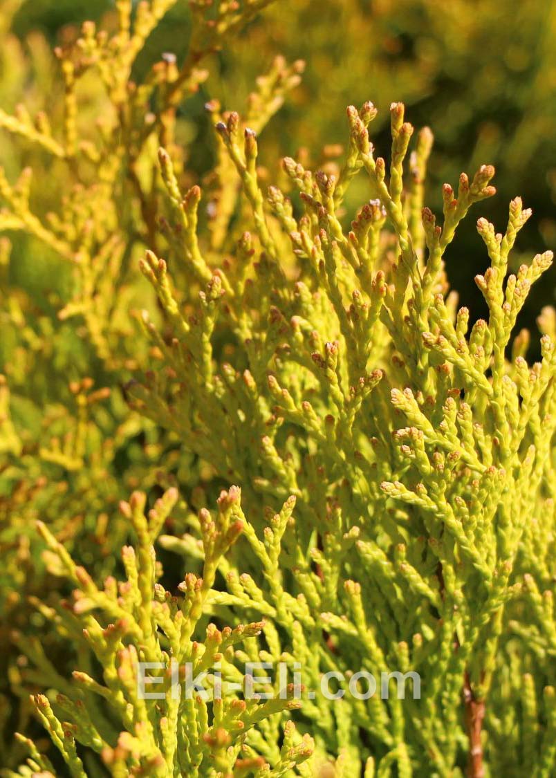 Туя рейнхольд хвоя.