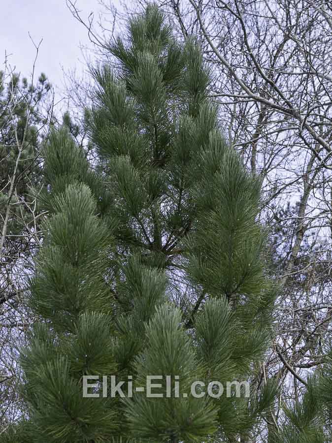 Сосна румелийская, фото кроны Сосна румелийская, фото кроны