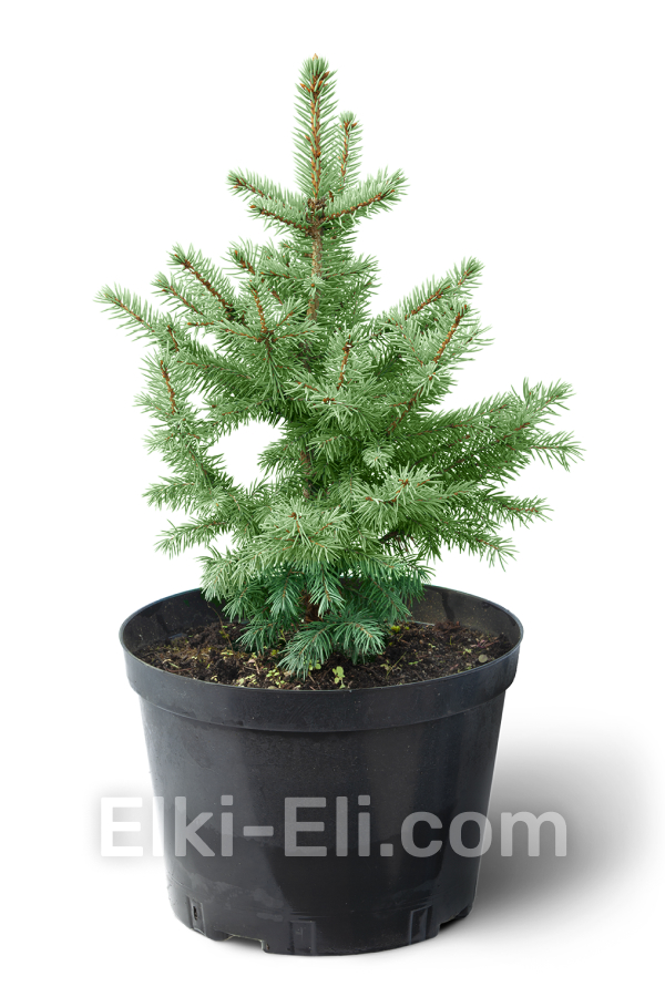 Ель колючая зеленая 40-60 см