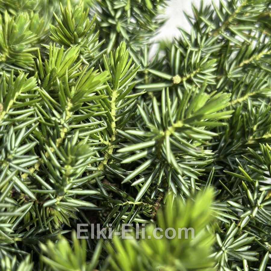 Можжевельник прибрежный Blue Pacific в горшке Можжевельник прибрежный Blue Pacific в горшке