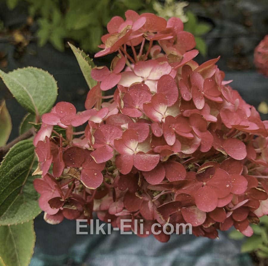 Гортензия метельчатая Самарская Лидия в горшке, фото цветка