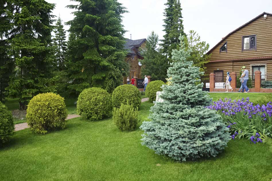  Голубые ели уже ждут вас! Успейте выбрать свою