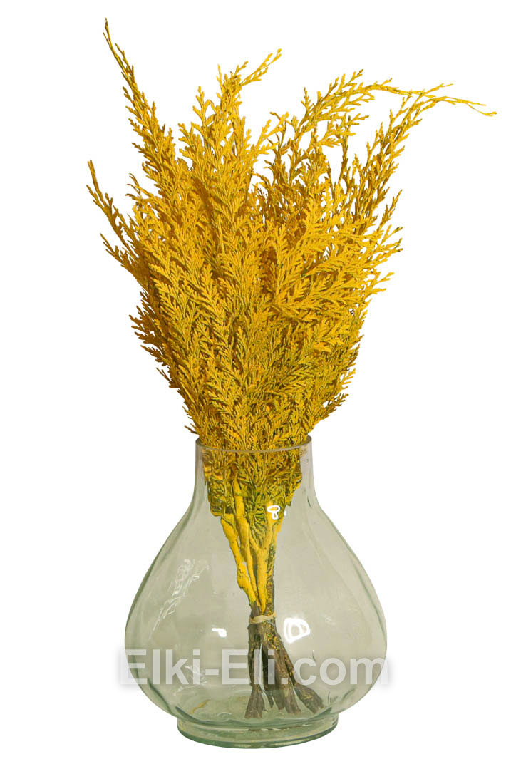 ЛАПНИК ТУИ ДЕКОРАТИВНЫЙ ЖЁЛТЫЙ