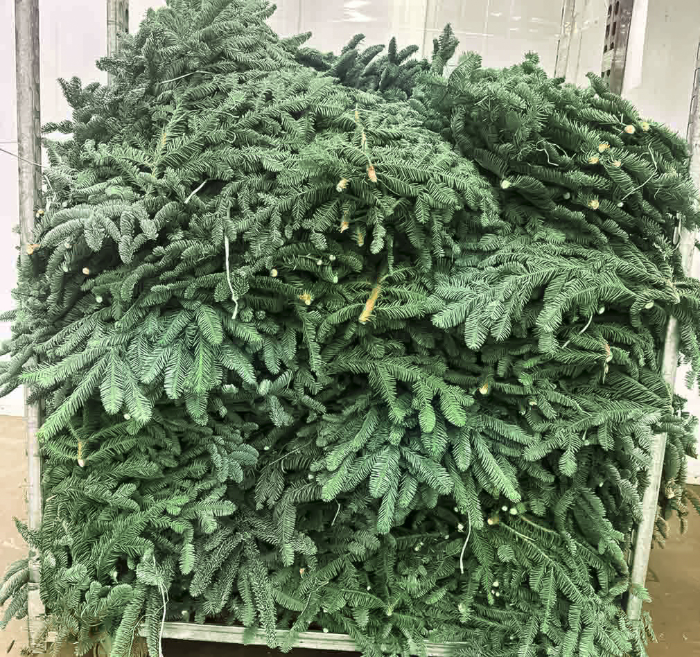 Лапник пихты Нобилис уже на нашем складе!