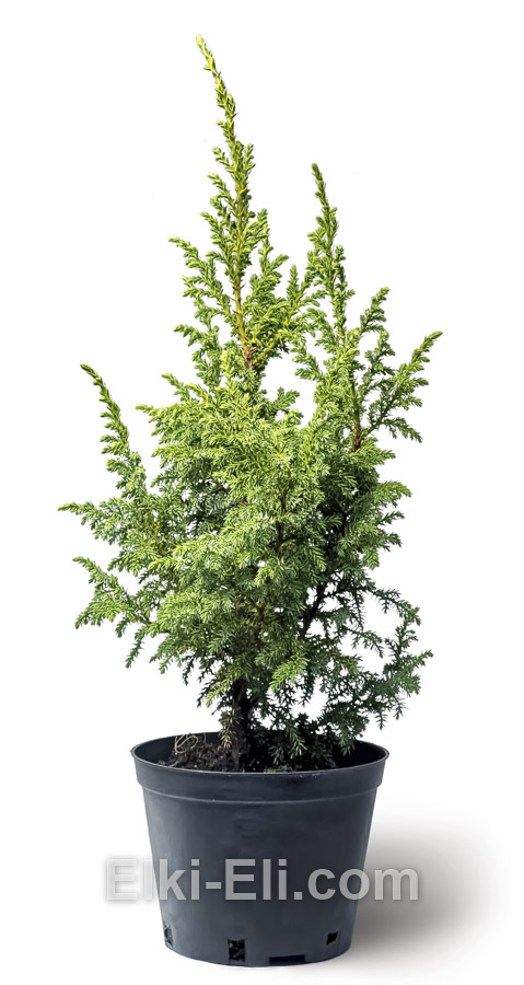 Можжевельник Пинга Loderii 20-40 см Можжевельник Пинга Loderii 20-40 см