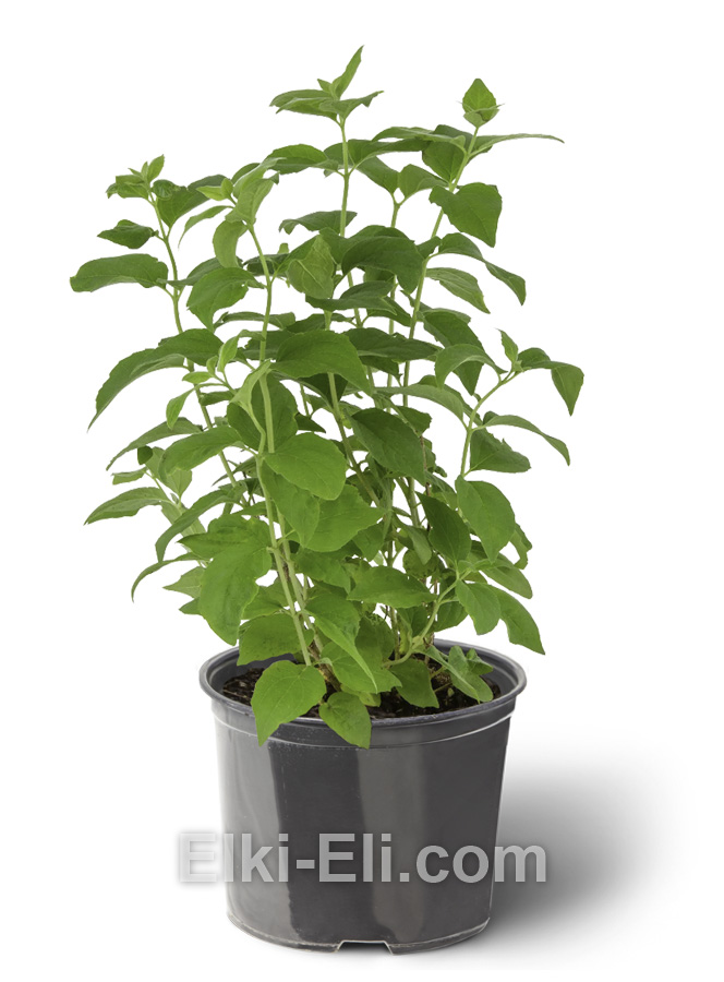 Чубушник венечный в горшке 0,40-0,60 М, фото