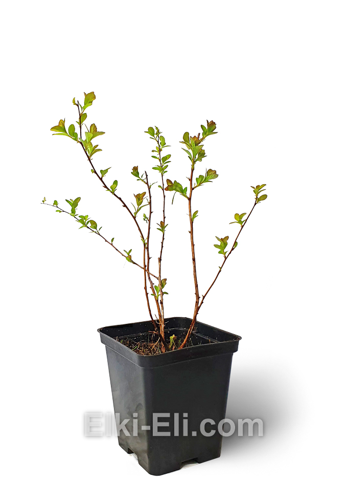 Спирея Аргута 20-40 см