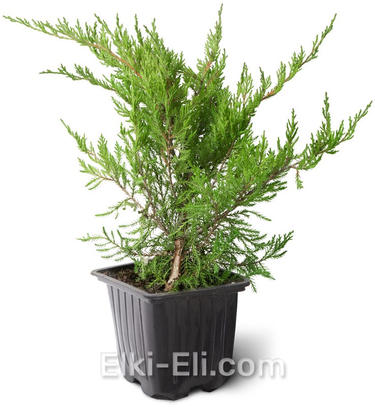 Можжевельник средний Mint Julep 0,40-0,60 м в промышленном горшке, фото Можжевельник средний Mint Julep 0,40-0,60 м в промышленном горшке, фото