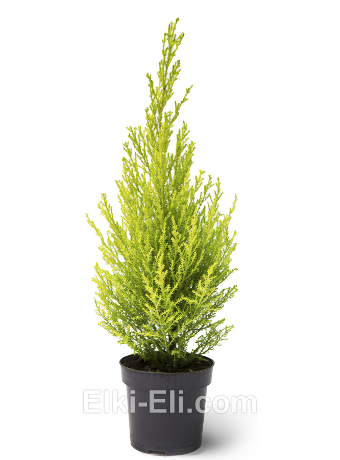 Кипарис Голдкрест Вильма настольный