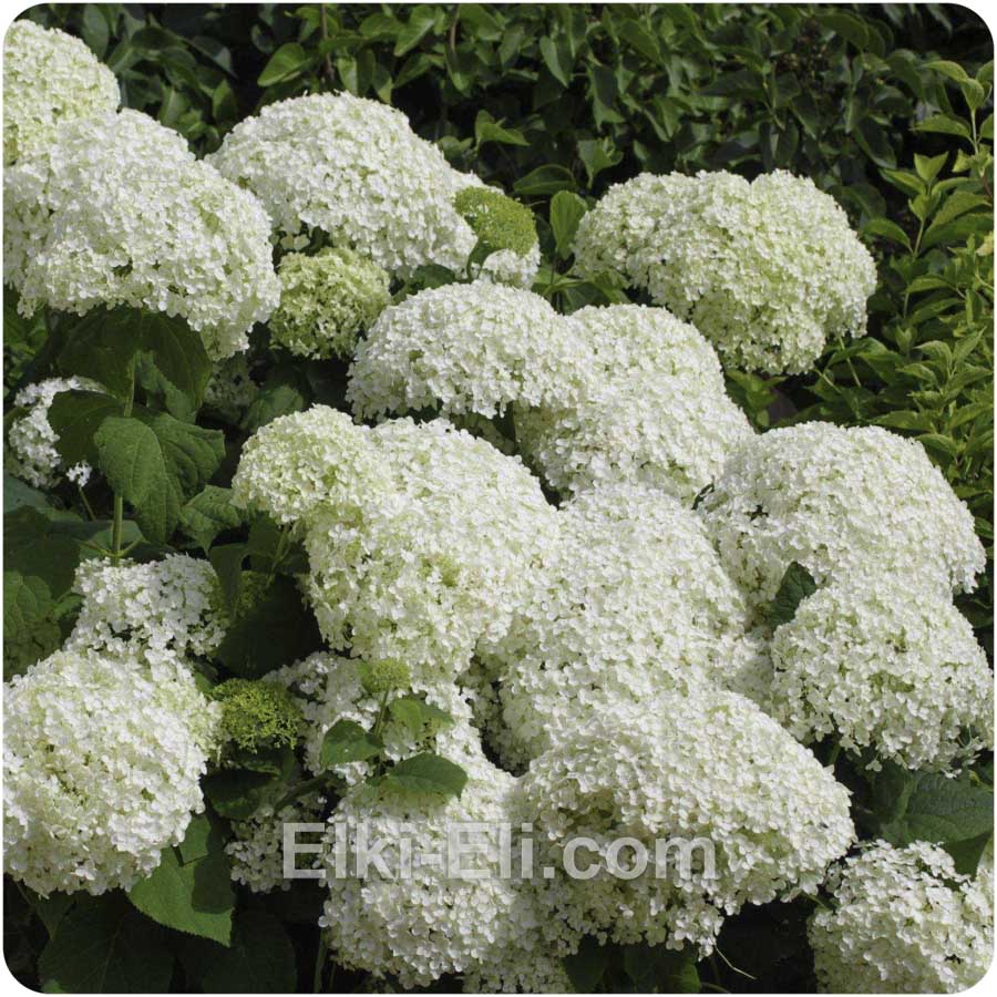Гортензия древовидная Annabelle в горшке, фото цветков