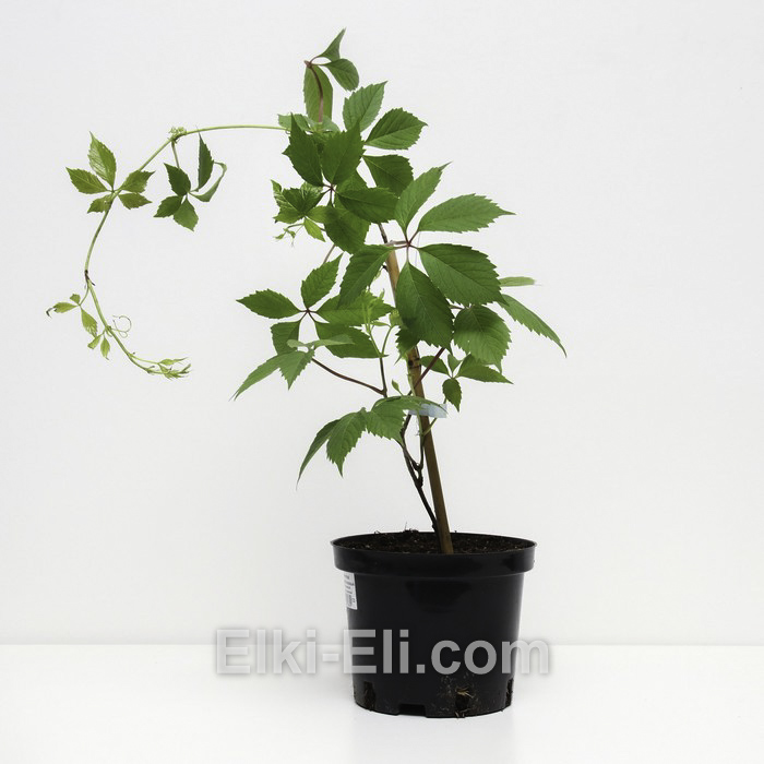 Виноград девичий пятилисточковый в горшке 0,40-0,60 м, фото