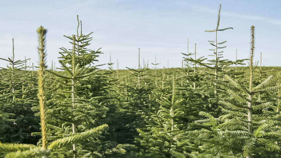 Свежие и пушистые - пихты Кавказские уже на складе! Свежие и пушистые - пихты Кавказские уже на складе!