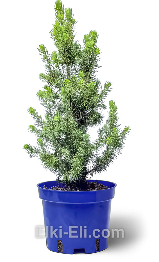 Ель канадская Sun on the Sky 20-40 см