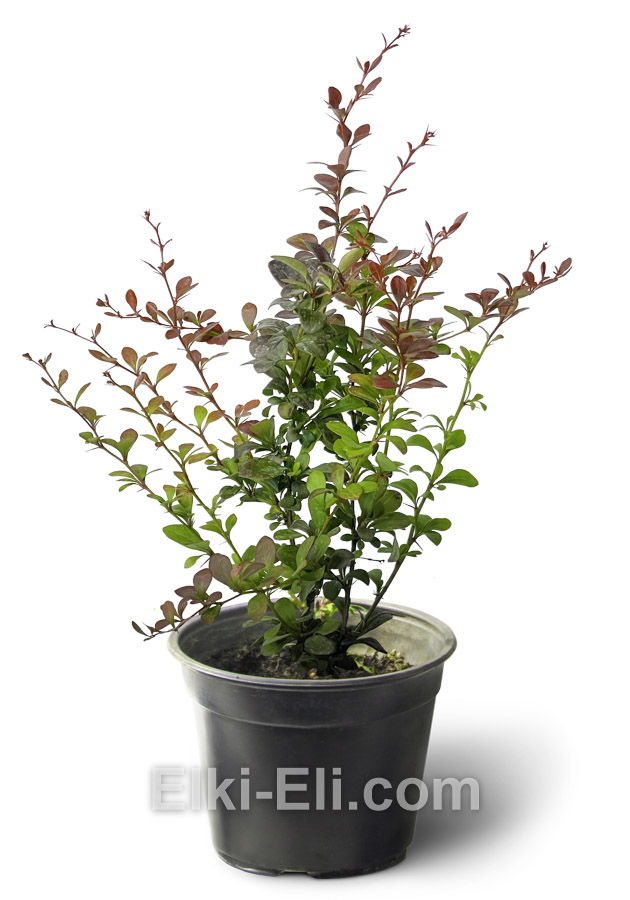 Барбарис Тунберга ‘Darts Red Lady’