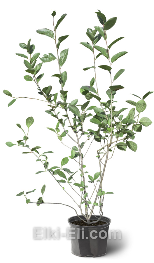 Арония черноплодная в горшке 80-100, фото