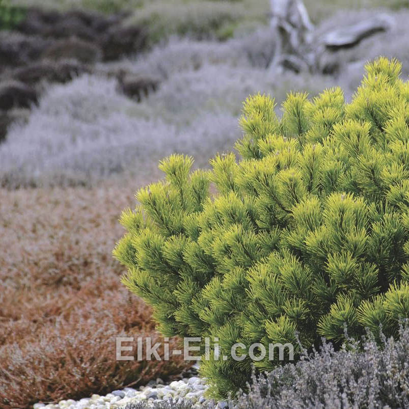 Сосна горная Carsten Wintergold в ландшафтном дизайне Сосна горная Carsten Wintergold в ландшафтном дизайне