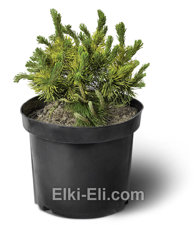 Сосна горная Carsten Wintergold в горшке Сосна горная Carsten Wintergold в горшке