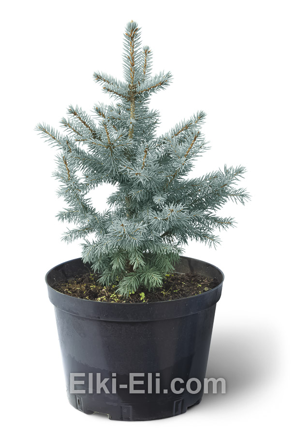 Ель колючая голубая 60-80 см