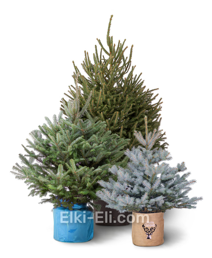 Елки в горшках