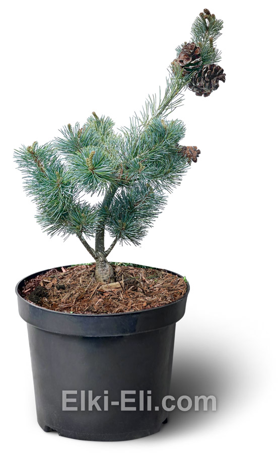 Сосна мелкоцветковая Negishi 40-60 см