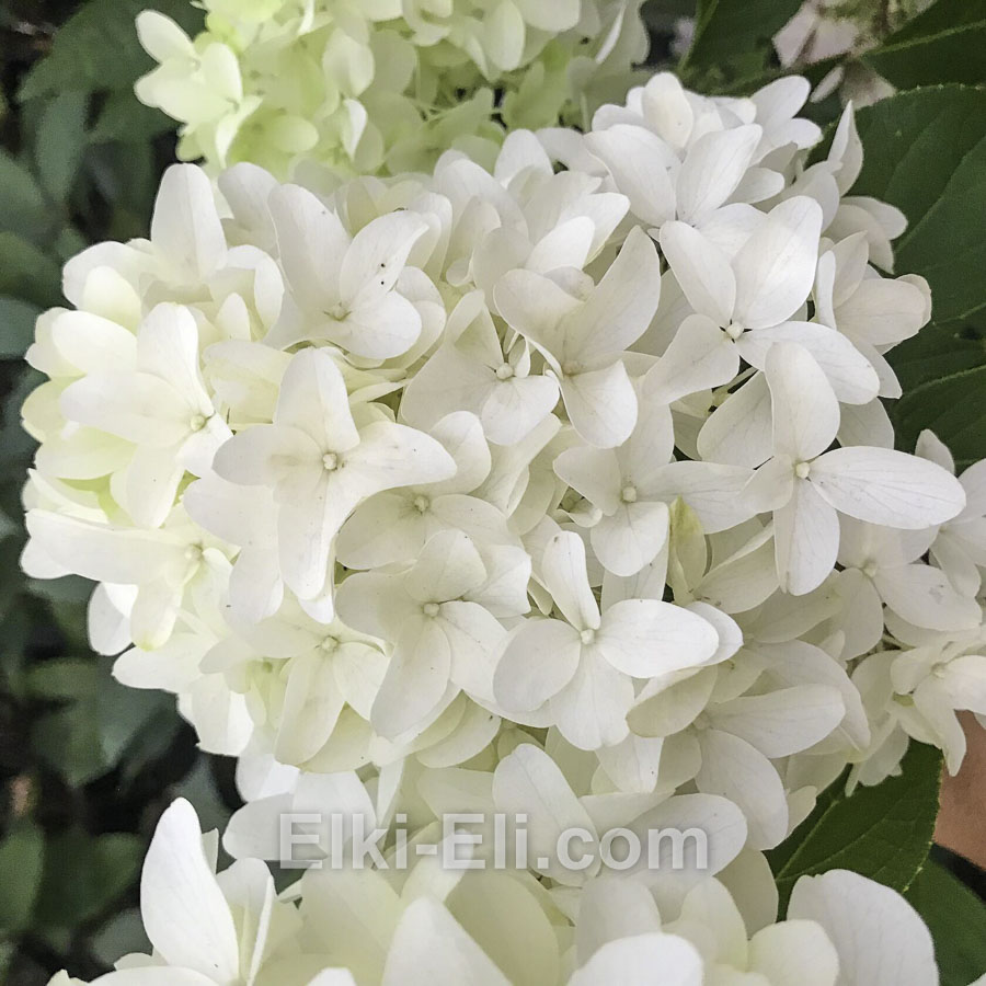 Гортензия метельчатая Skyfall в горшке, фото цветка