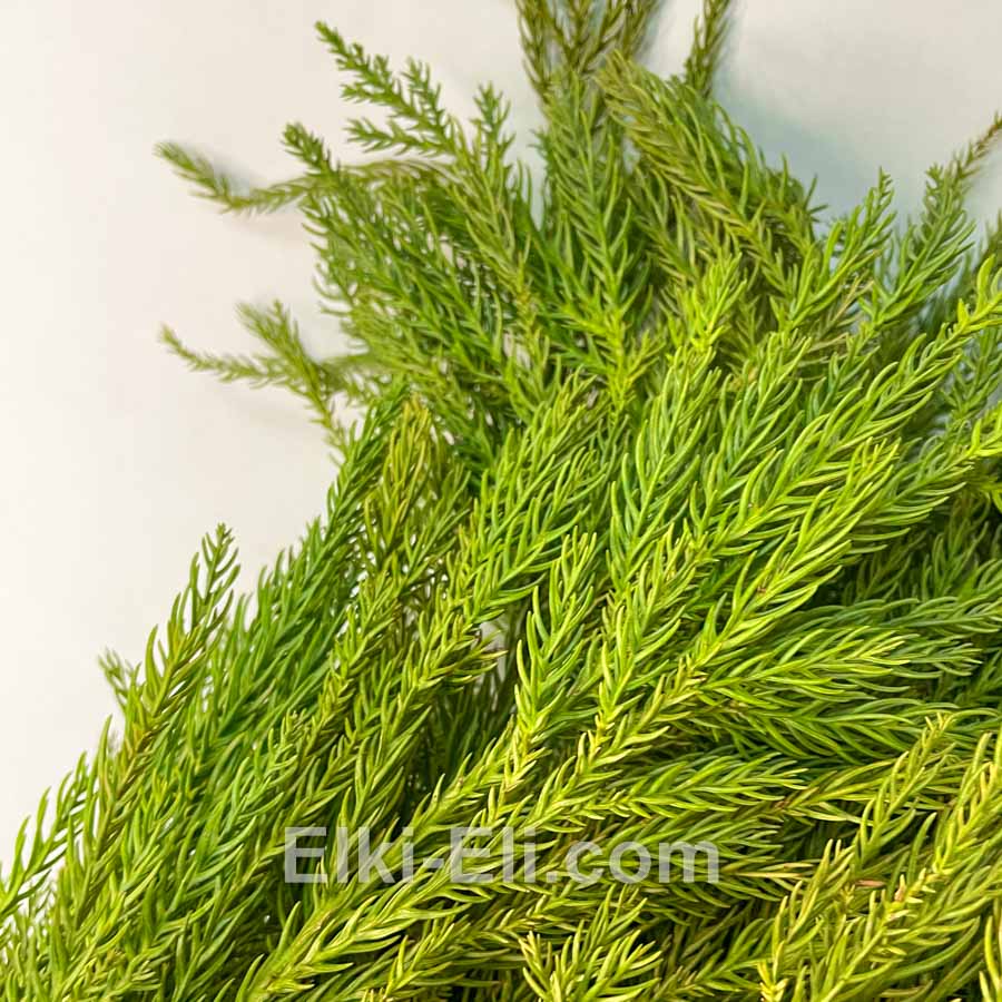 Хвоя араукарии