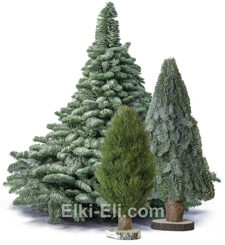 Елки из лапника