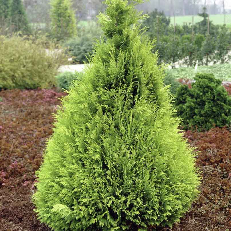 Кипарисовик Лавсона Stardust в горшке в ландшафте