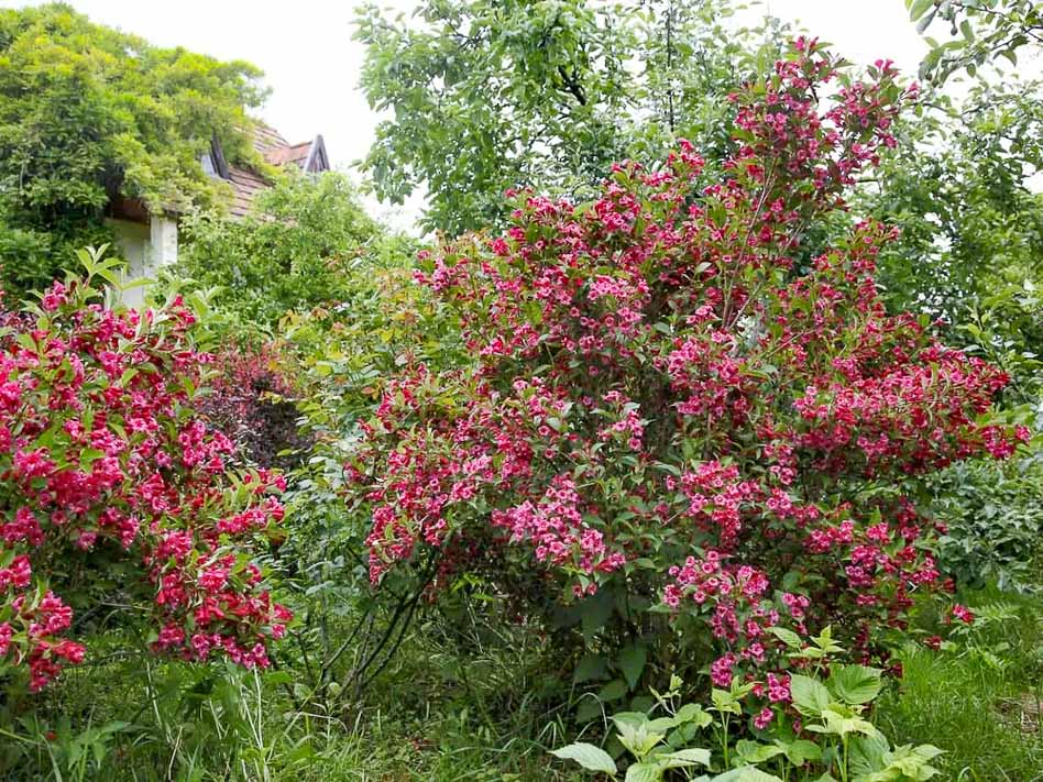 Вейгела Eva Rathke в ландшафтном дизайне