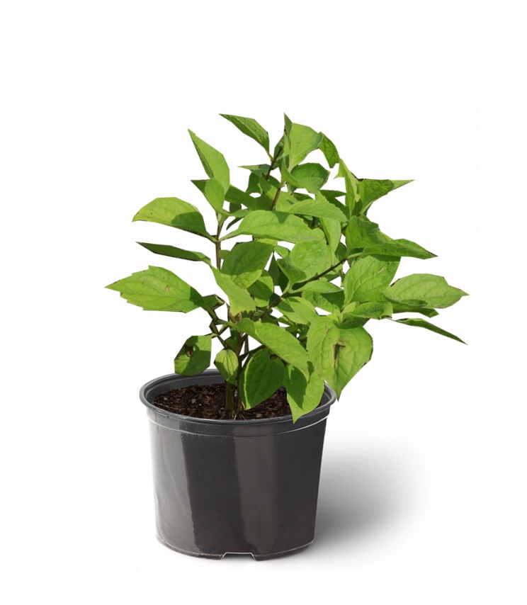 Чубушник гибридный Mont Blanc, 20-40 см