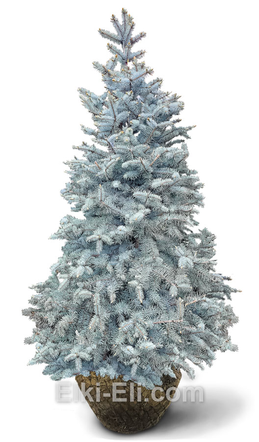 Ель колючая Хупси с комом земли для высадки