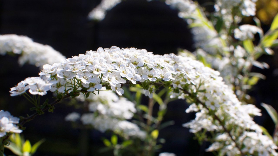 Соцветие спиреи Аргута