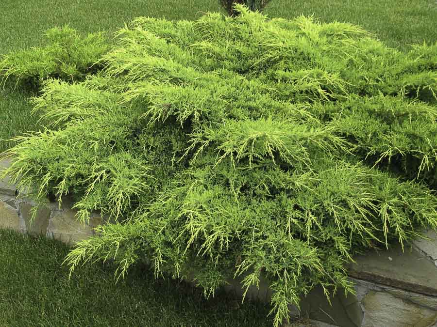 Можжевельник средний Mint Julep в ландшафтном дизайне, фото Можжевельник средний Mint Julep в ландшафтном дизайне, фото