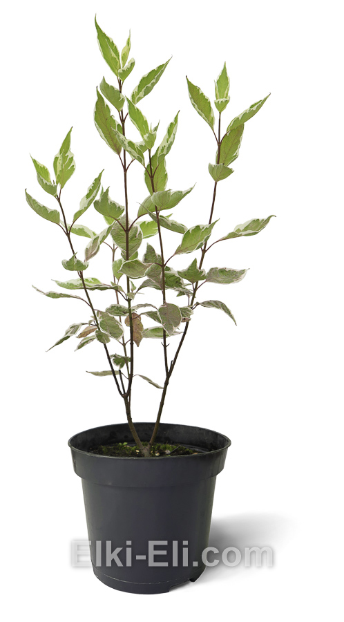 Дерен белый Элегантиссима 40-60 см, фото Дерен белый Элегантиссима 40-60 см, фото