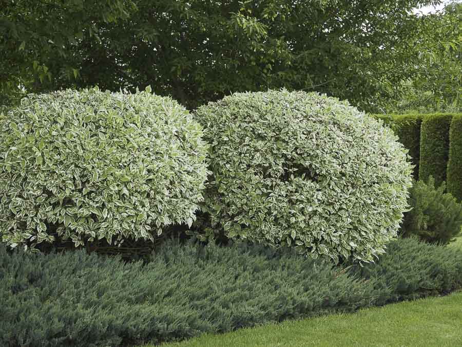 Дерен белый Элегантиссима в ландшафте, фото Дерен белый Элегантиссима в ландшафте, фото