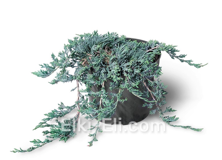 Можжевельник горизонтальный Wiltonii в горшке Можжевельник горизонтальный Wiltonii в горшке