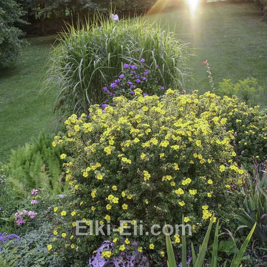 Лапчатка кустарниковая Goldfinger в горшке, фото в ландшафте Лапчатка кустарниковая Goldfinger в горшке, фото в ландшафте