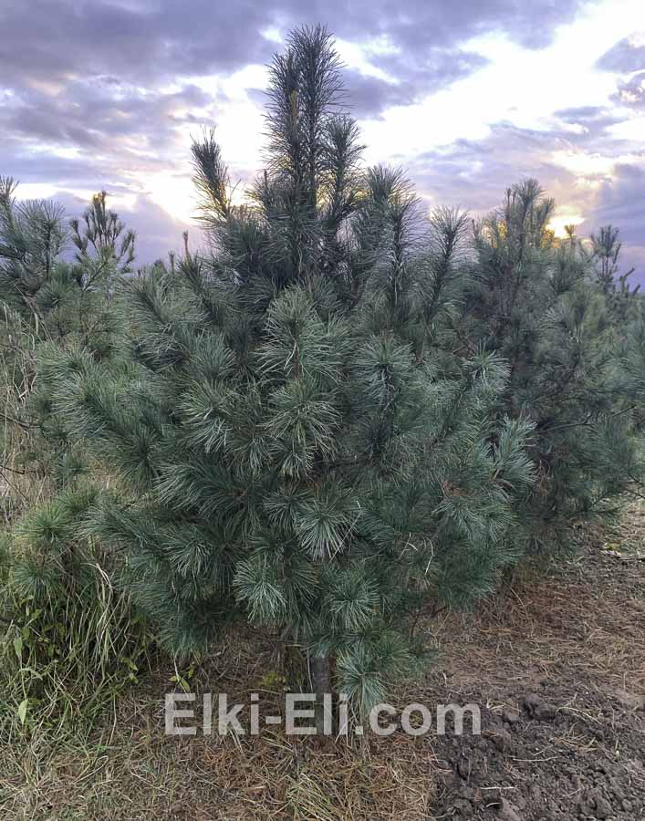 Кедр уссурийский, фото в питомнике, 1,50-1,75 м, фото Кедр уссурийский, фото в питомнике, 1,50-1,75 м, фото