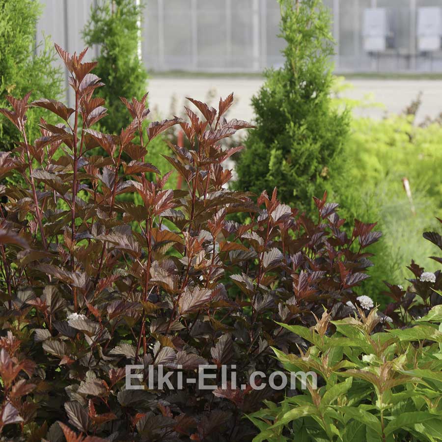 Пузыреплодник калинолистный Diable d`Or (Дьябло Дор) в горшке, фото в лагдшафте