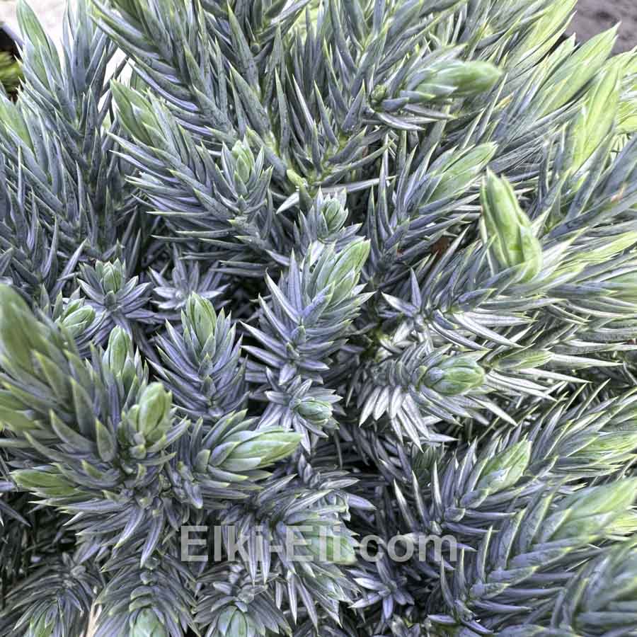 Можжевельник чешуйчатый Blue Star в горшке 0,20-0,40 м, фото хвои Можжевельник чешуйчатый Blue Star в горшке 0,20-0,40 м, фото хвои