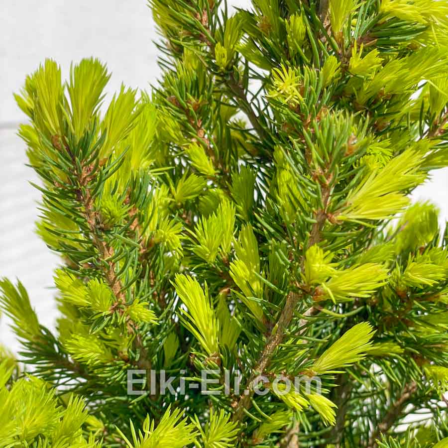 Ель канадская December (Десембер) в горшках 40-60 см С3