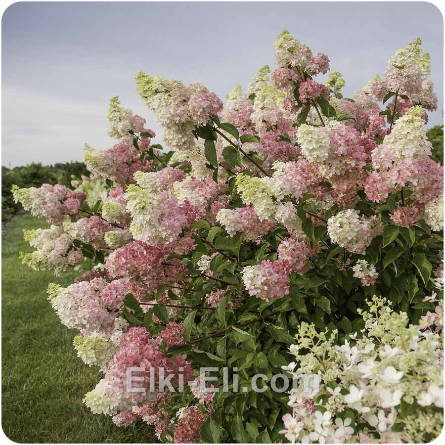 Гортензия метельчатая Vanille-Fraise в горшке, фото в ландшафте