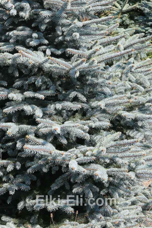 Ель колючая Блю Айз