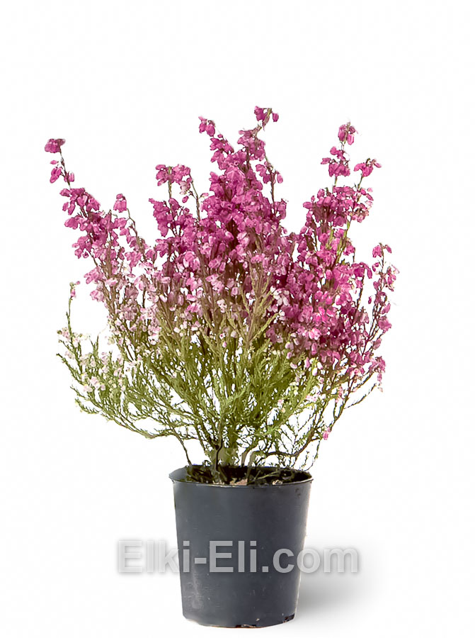 Эрика (цвет: розовый)