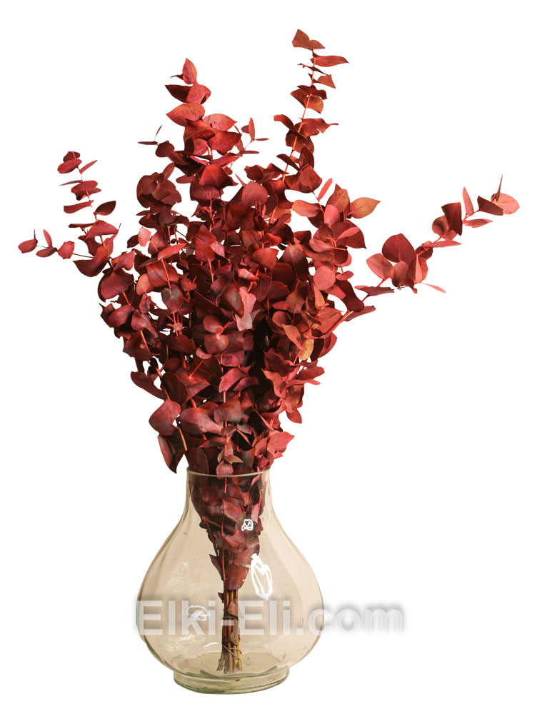 Эвкалипт красный в вазе, фото