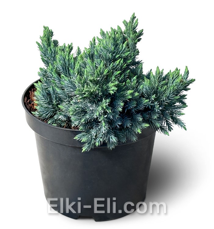 Можжевельник чешуйчатый Blue Star в горшке 0,20-0,40 м, фото Можжевельник чешуйчатый Blue Star в горшке 0,20-0,40 м, фото