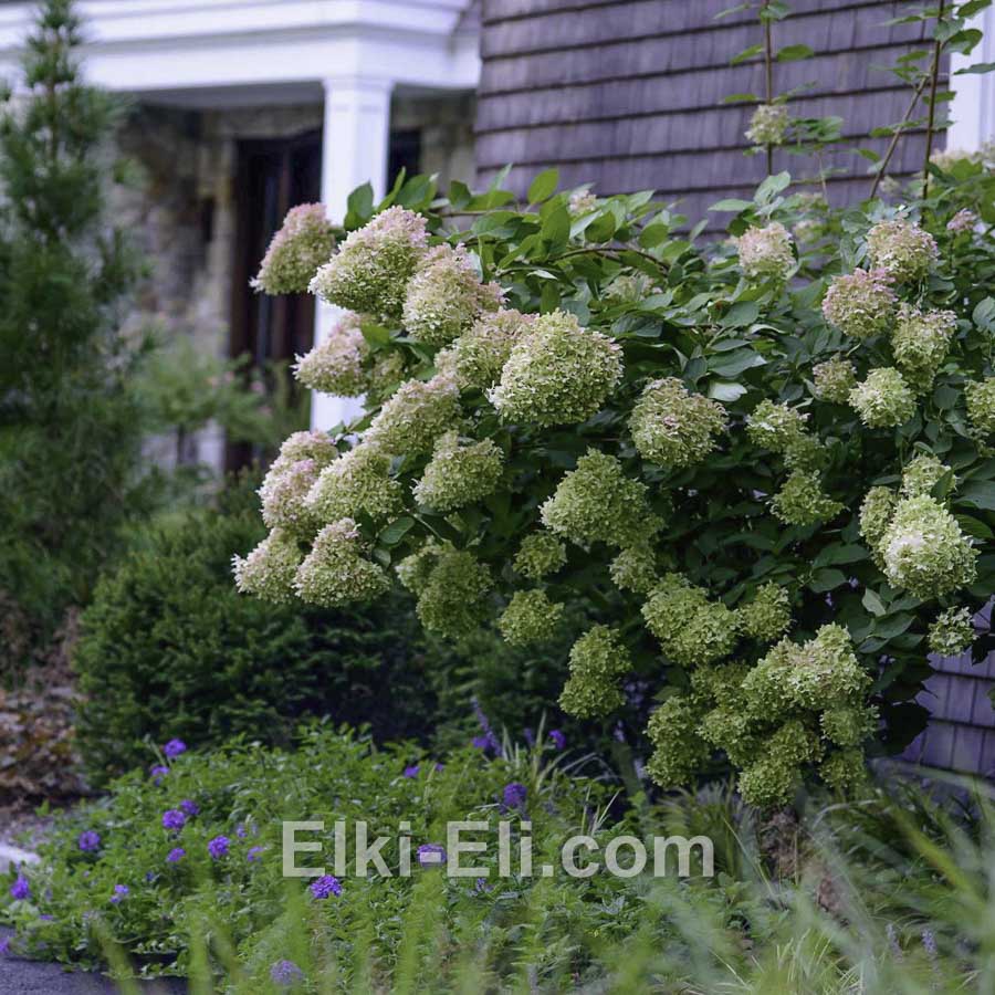 Гортензия метельчатая Limelight в горшке,фото в ландшафте