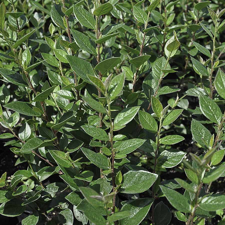 Кизильник блестящий в горшке 60-80 см, фото листвы